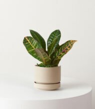 Cuddly Cactus – Image 4