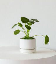 Coco Coir Pole – Image 2