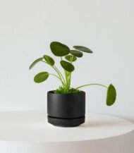 Indoor Plant Foliage Spray – Image 4