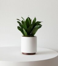Dracaena Compacta