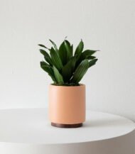 Dracaena Compacta – Image 2
