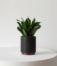 Dracaena Compacta – Image 3