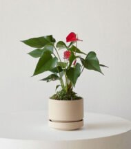 Anthurium – King of hearts – Image 2