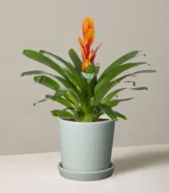 Bromeliad Vriesea – Image 2