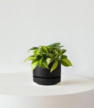 Philodendron Brasil – Image 4