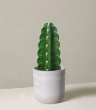 Cactus & Succulent Potting Mix – Image 5