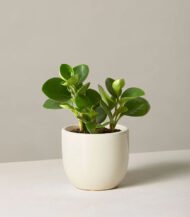Cuddly Cactus – Image 3