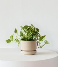 Cactus & Succulent Potting Mix – Image 2