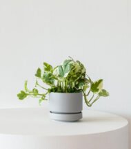 N’joy Pothos – Image 3