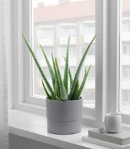 Drakfrukt – Image 5