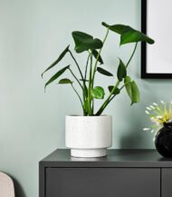 Dracaena Compacta – Image 4